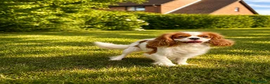 Cavalier King Charles Spaniel 1