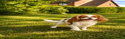 Cavalier King Charles Spaniel dogs for sale: Beautiful KC reg 1 year old girl - Advert 11