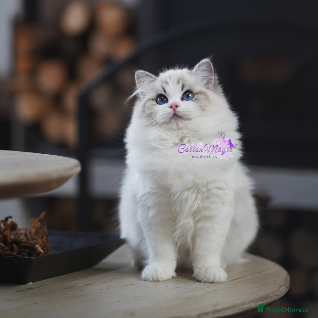 Ragdoll cats Exquisite High-End Quality Ragdolls Lynx / Bicolor - Advert 1