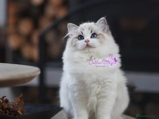 Ragdoll cats - Advert 6