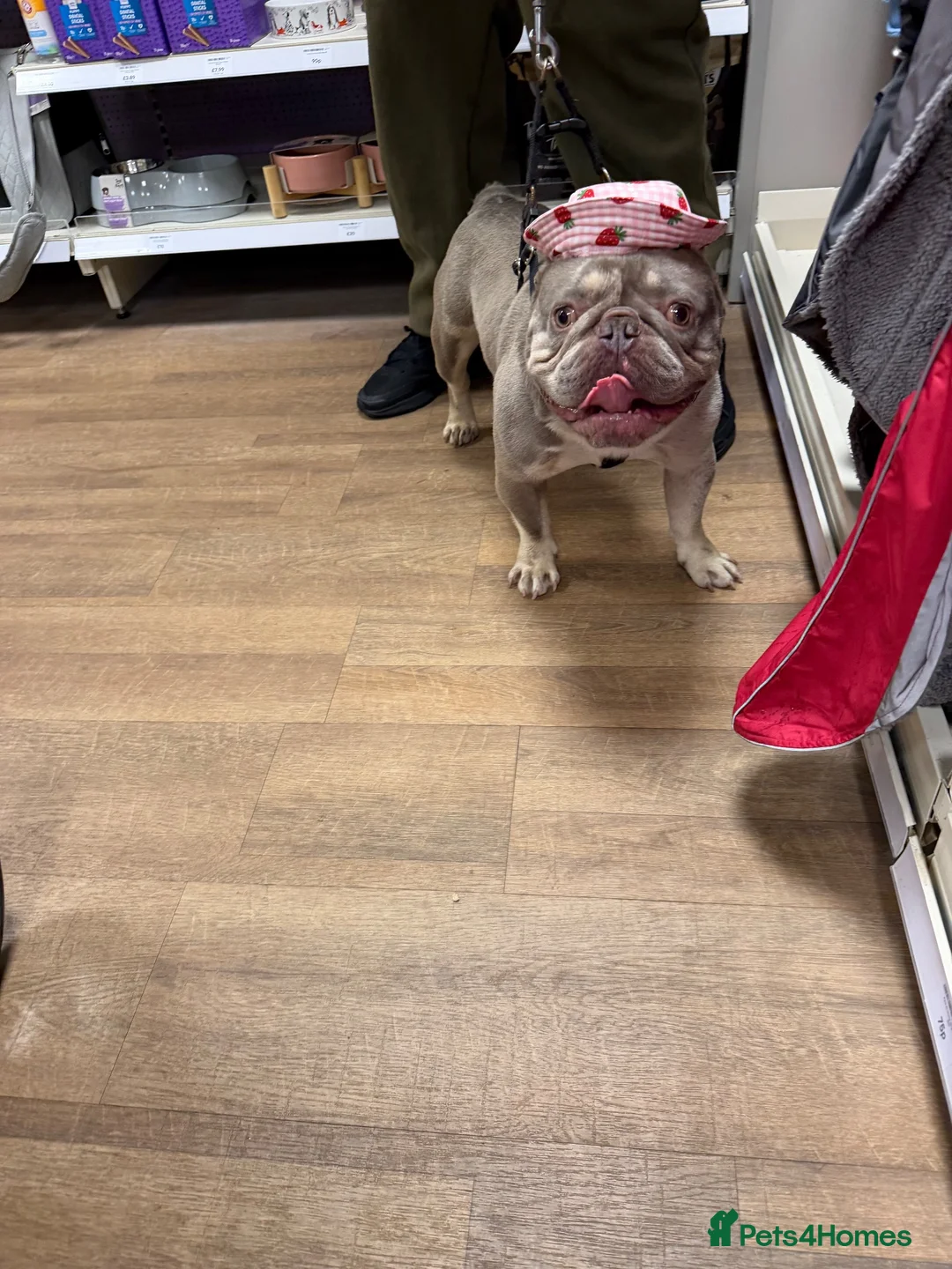 French Bulldog dogs for stud: 💙 FRENCH BULLDOG STUD AVAILABLE 💙 in Bromley - Advert 2