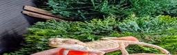 Bearded Dragon reptiles for sale: Hand tame in Pontypool - Advert 18