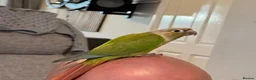 Conures birds for sale: Young Friendly Green Cheek Conure in Spalding - Advert 4