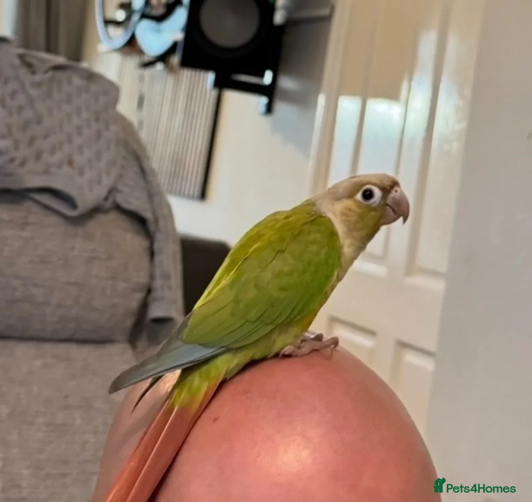Conures birds for sale: Young Friendly Green Cheek Conure in Spalding - Advert 4