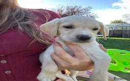 Mixed Breed dogs for sale: 3/4 Labrador 1/4 German wire hair pointer  - Image 7
