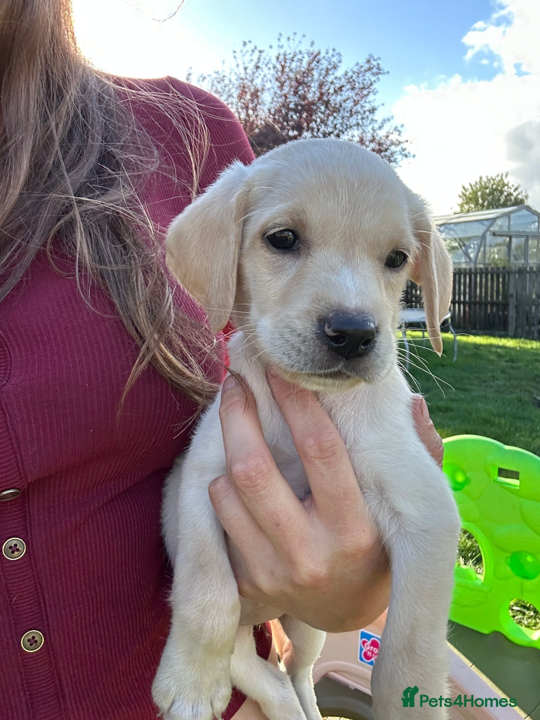 Mixed Breed dogs for sale: 3/4 Labrador 1/4 German wire hair pointer  - Image 7