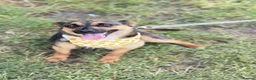 Mixed Breed dogs for adoption: ❤️Bonnie❤️- 1-year-old small size lovely girl - Advert 6