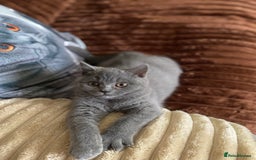 British Shorthair cats for sale: ❤️GCCF❤️ONE GIRL LEFT❤️READY❤️ BRITISH SHORTHAIR❤️ - Image 28