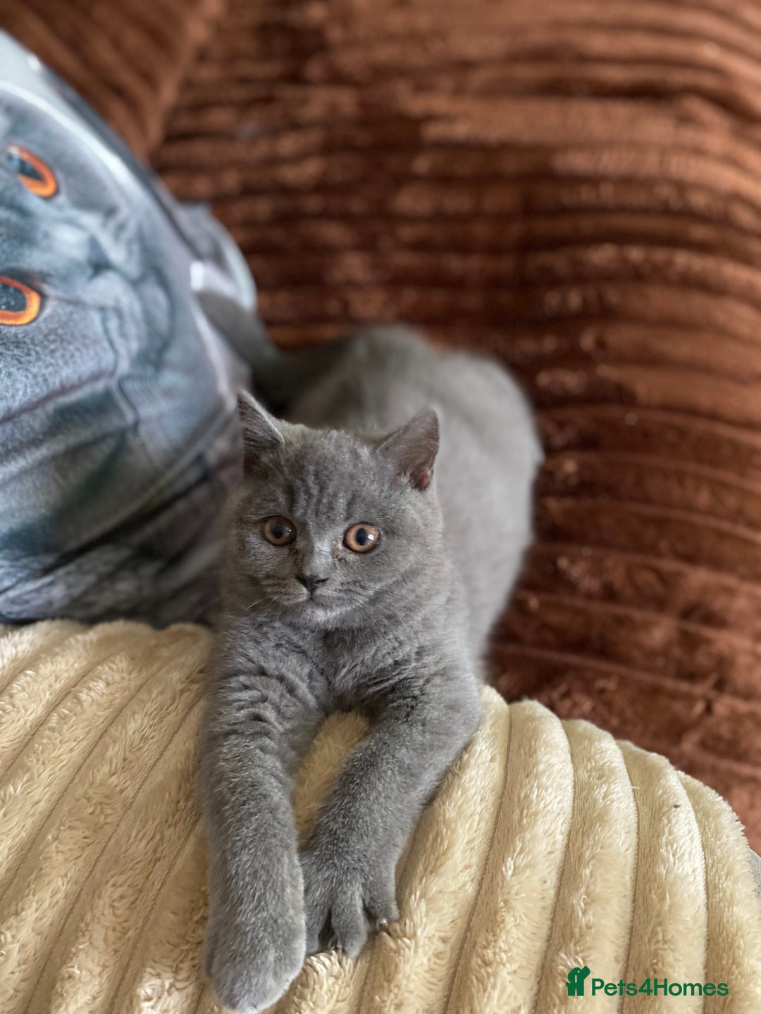 British Shorthair cats for sale: ❤️GCCF❤️ONE GIRL LEFT❤️READY❤️ BRITISH SHORTHAIR❤️ - Image 28