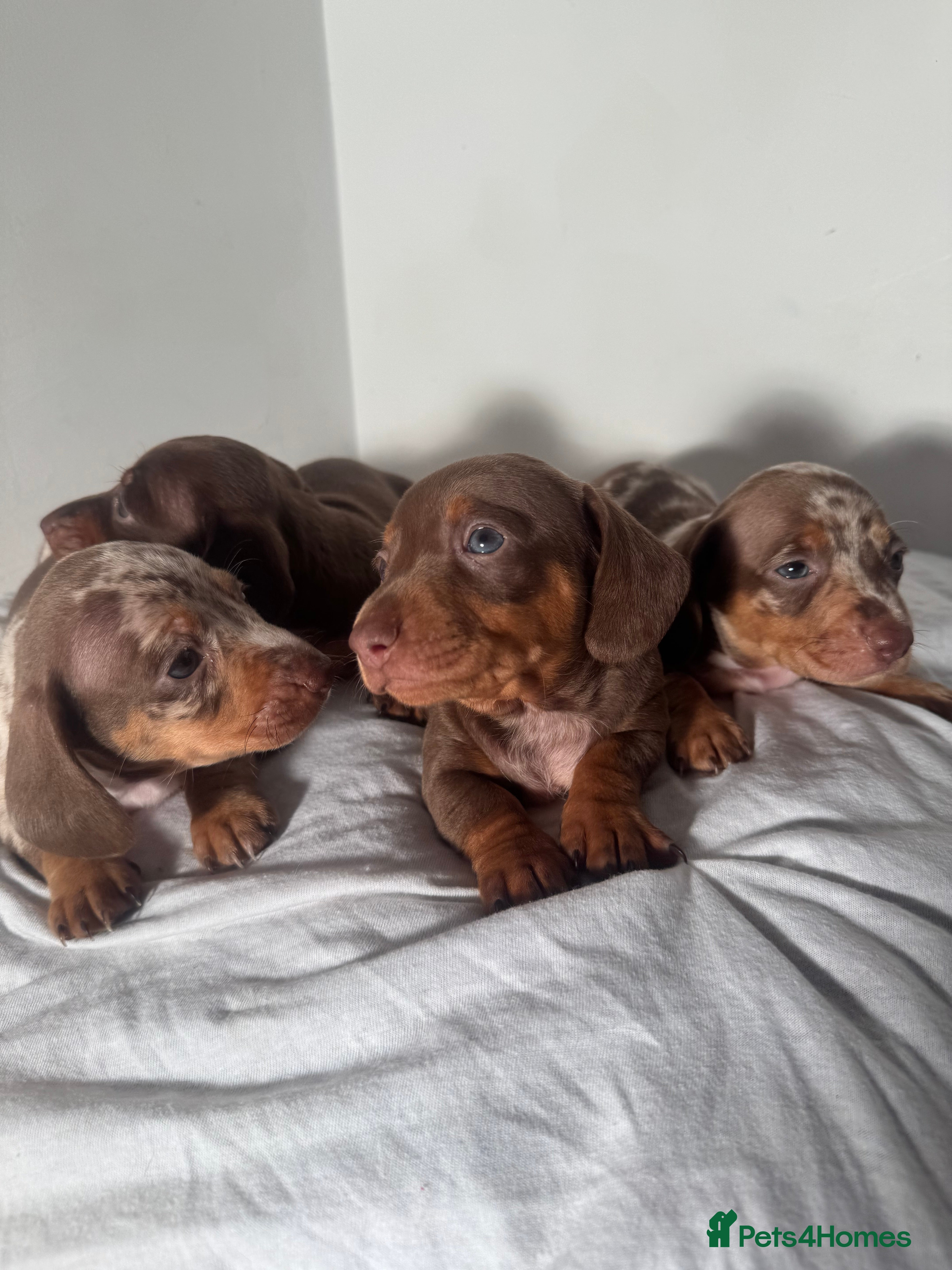 Miniature Dachshund dogs 6 Miniature Dachshund babies - Advert 17