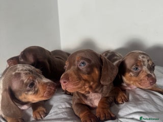 Miniature Dachshund dogs 6 Miniature Dachshund babies - Advert 6