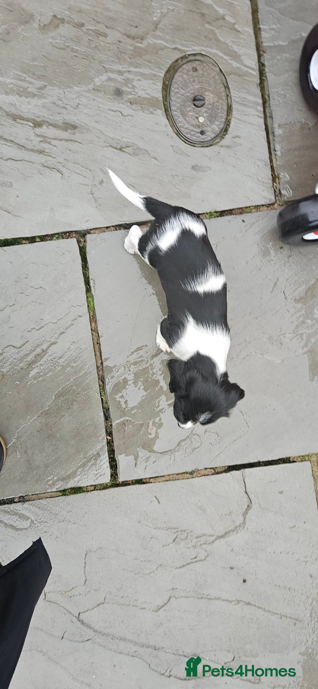 English Springer Spaniel dogs for sale: ✨ KC Registered Springer Spaniel Puppies ✨ - Advert 26