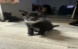 British Shorthair cats for sale: Kittens black/white  - Image 2