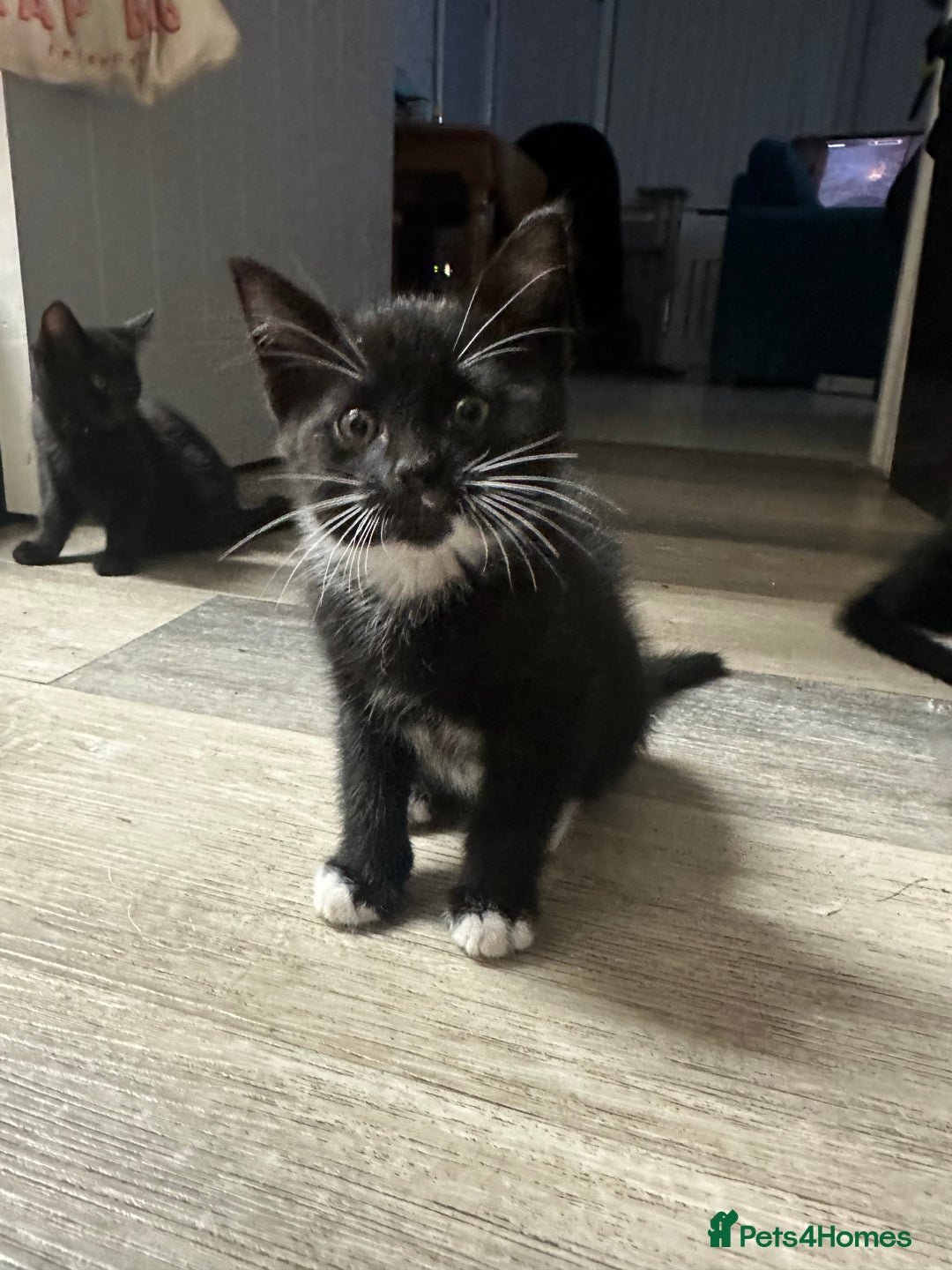 British Shorthair cats for sale: Kittens black/white  - Image 2