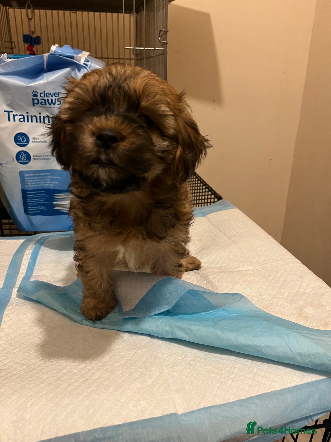Mixed Breed dogs for sale: Shihpoo x Cockapoo puppies  - Advert 5