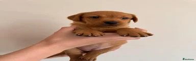 Labrador Retriever Puppy 1