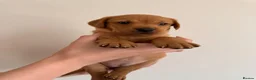 Labrador Retriever dogs for sale: KC Registered Fox Red Labrador Puppies  - Advert 4