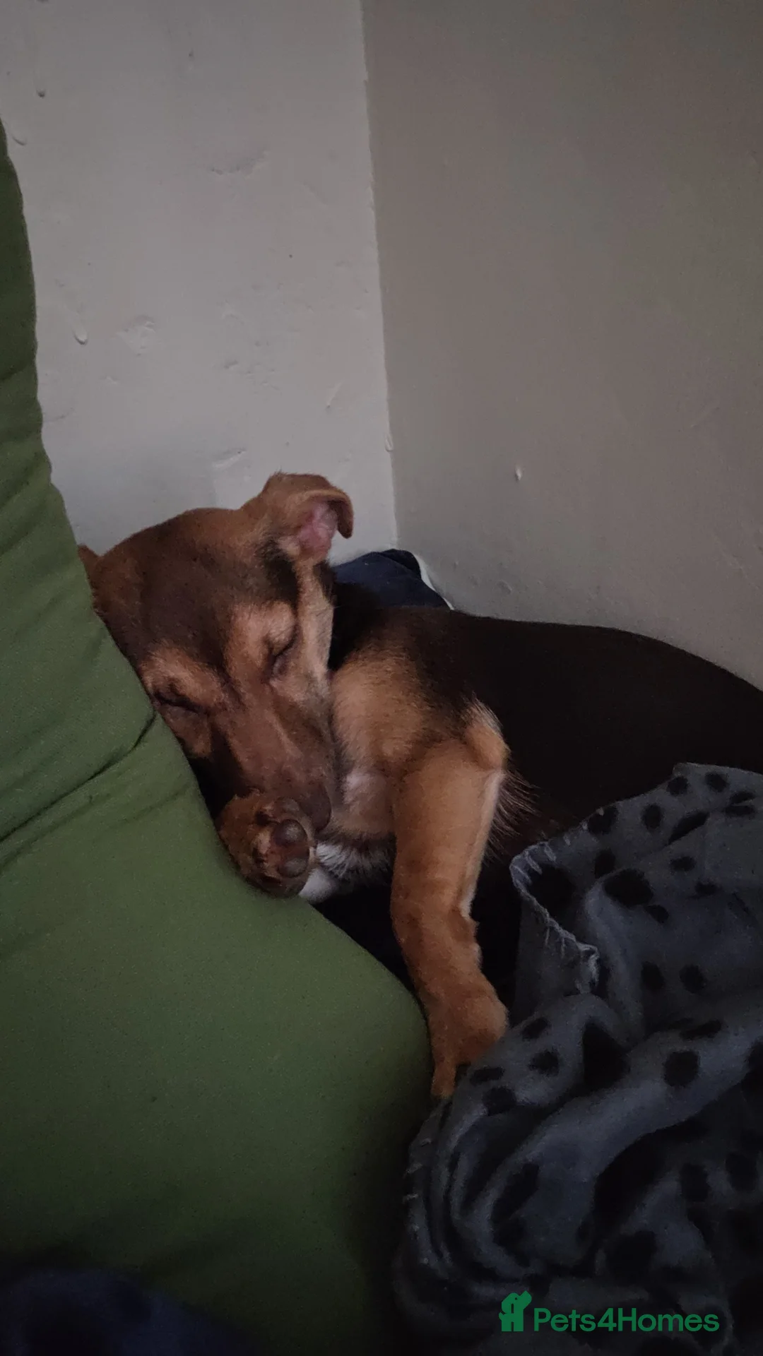 Jack Russell dogs for sale: Dobby is still looking for his forever home - Advert 5