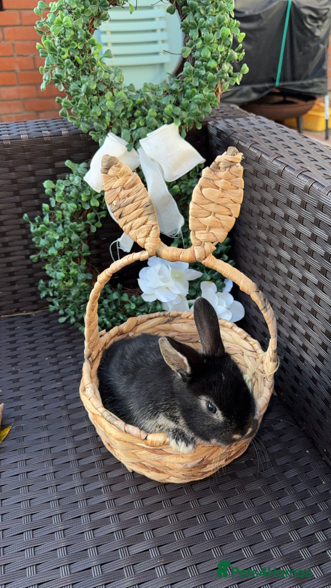 Mini Lion Lop rabbits for sale: 3 baby rabbits looking for their forever home - Image 6