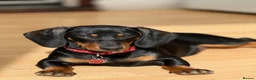 Dachshund dogs for sale: Kiki  - Advert 9