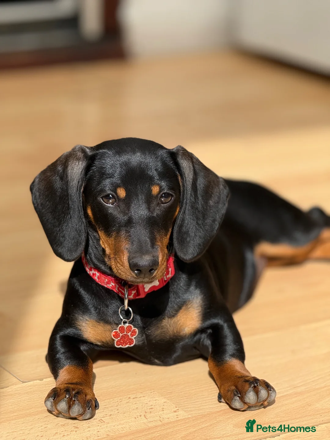 Dachshund dogs for sale: Kiki  - Advert 9