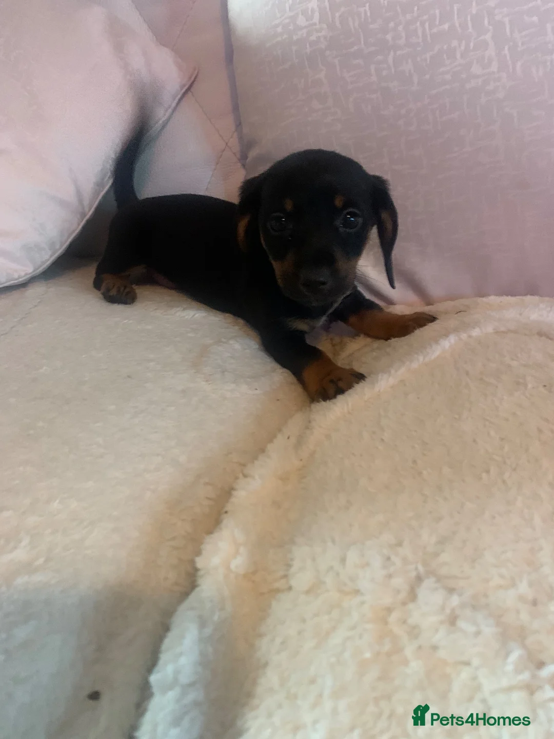 Dachshund dogs for sale: 5 dachund puppies for sale 2 boys 3 girls - Advert 28