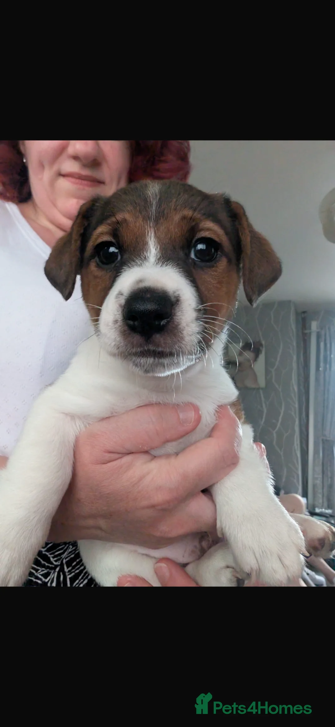 Jack Russell dogs for sale: Beautiful boy bear - Advert 3