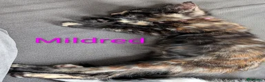 Mixed Breed 3