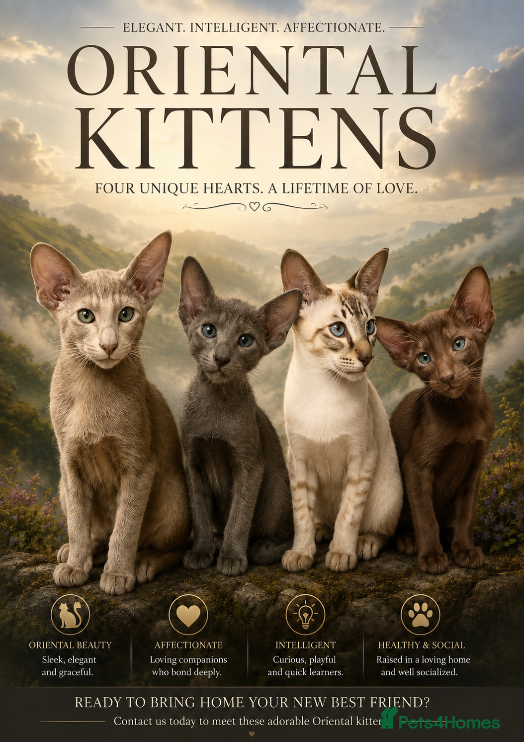Oriental cats Supreme pedigree GCCF registered oriental kittens - Advert 3