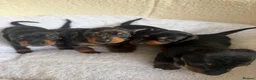 Dachshund dogs for sale: Miniature Dascshund smooth hair puppy’s  in Ilminster - Advert 14