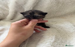 Mixed Breed cats for sale: Ragdoll X kittens  - Image 5