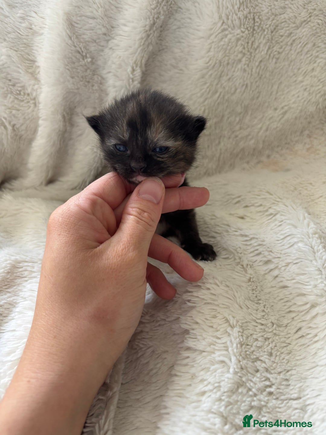 Mixed Breed cats for sale: Ragdoll X kittens  - Image 5