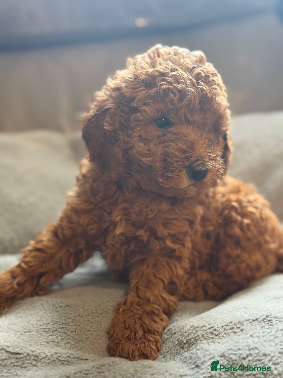 Cockapoo dogs for sale: STUNNING TOP-QUALITY COCKAPOO PUPPIES RARE COLOURS - Advert 14