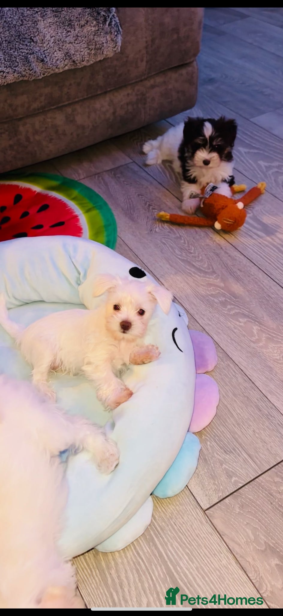 Miniature Schnauzer dogs 🐾 STUNNING KC REG MINIATURE SCHNAUZER 🐾 - Advert 2