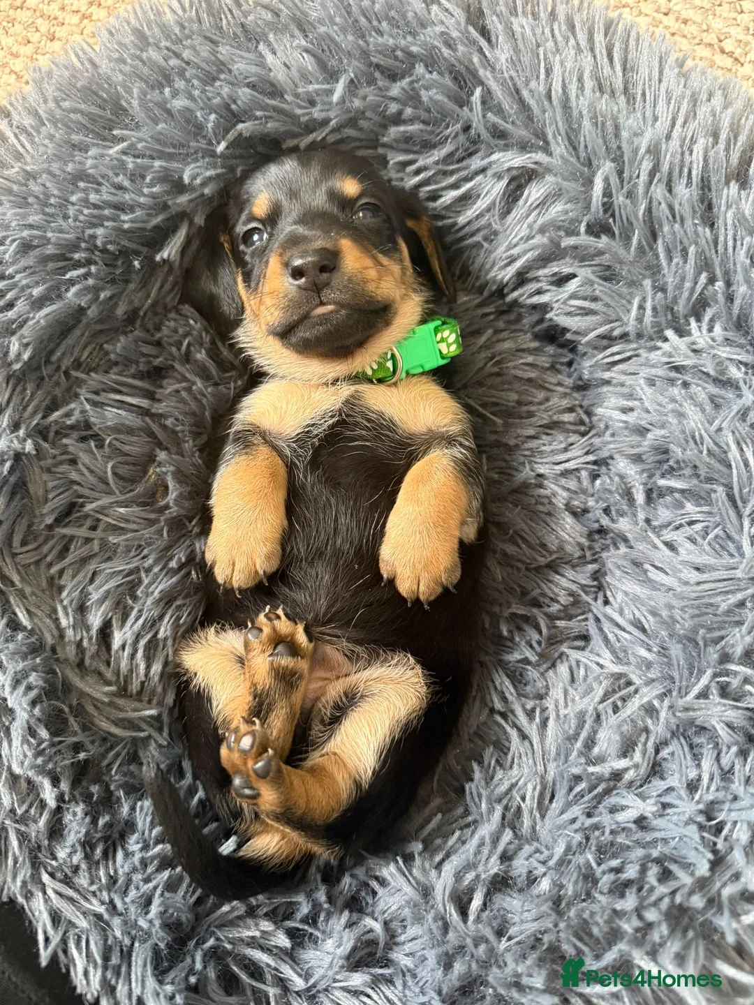 Dachshund dogs for sale: 🐾Beautiful Dachshund Puppies🐾 - Advert 20