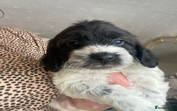 Cockapoo dogs for sale: F1 cockerpoos  - Image 1