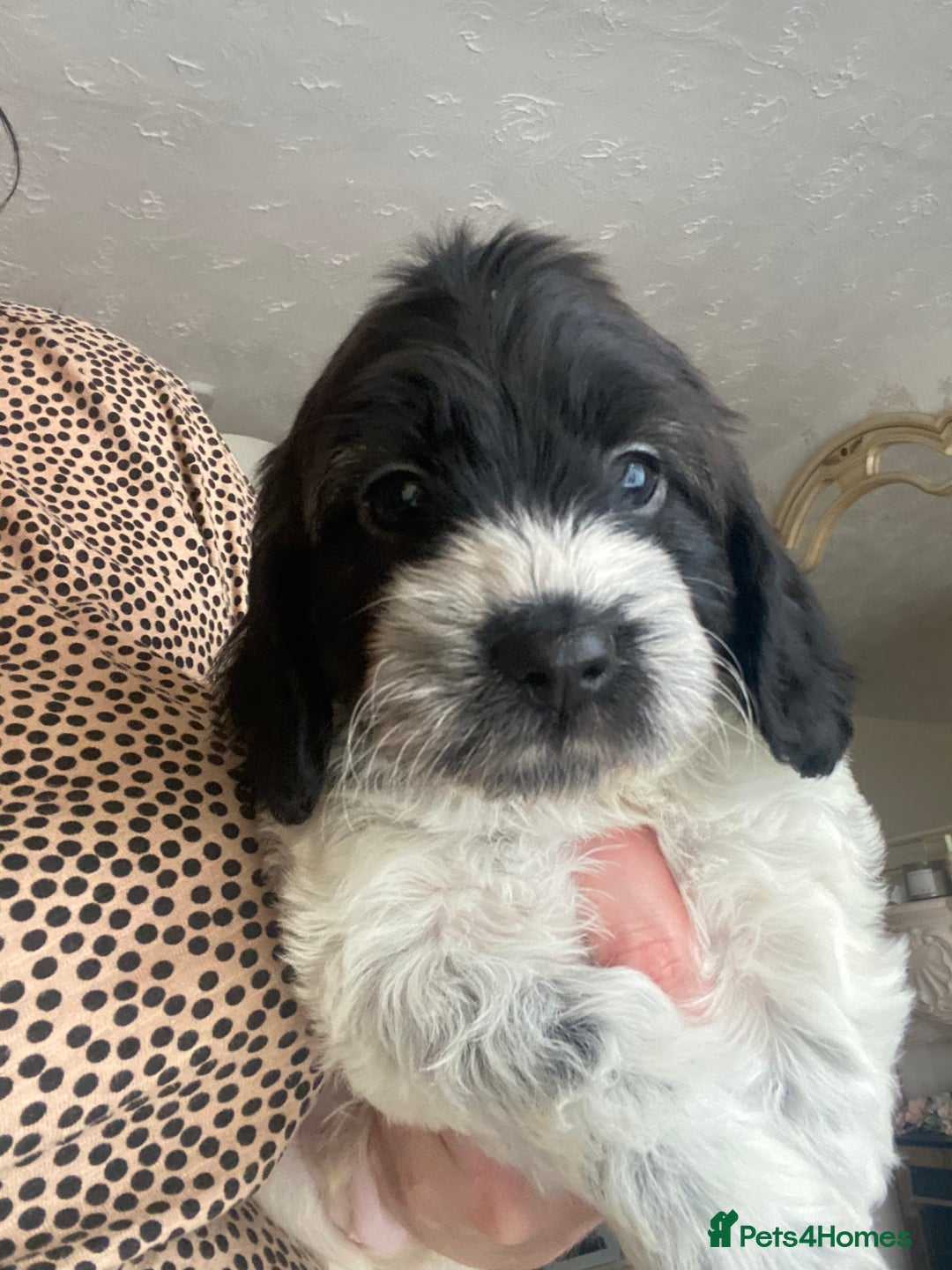 Cockapoo dogs for sale: F1 cockerpoos  - Image 1