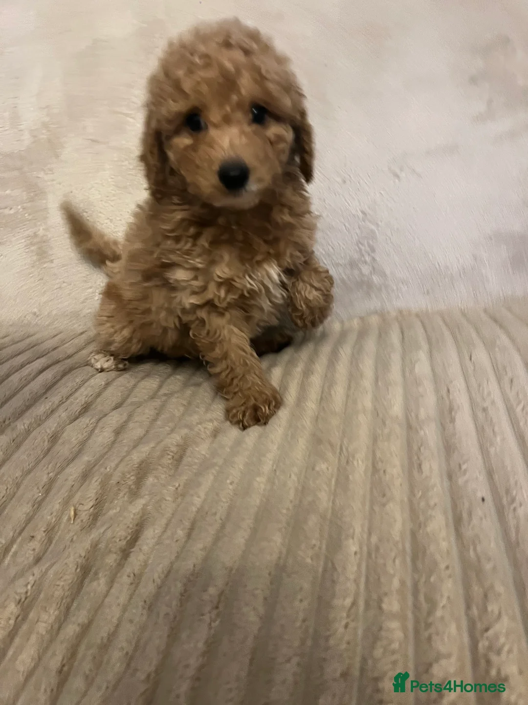 Cockapoo dogs for sale: Stunning f1b cockapoo puppys  - Advert 17
