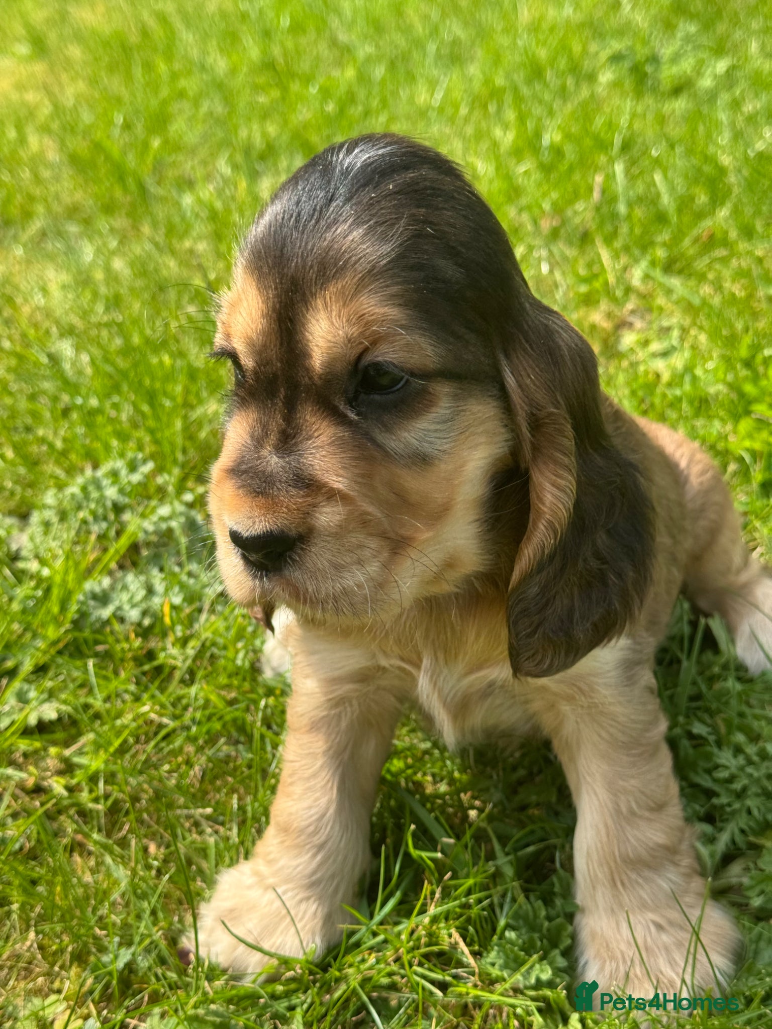 Cocker Spaniel dogs TRUE SHOWTYPE KC REGISTERED HEALTH TESTED - Advert 1