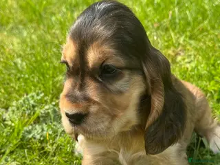 Cocker Spaniel dogs TRUE SHOWTYPE KC REGISTERED HEALTH TESTED - Advert 2