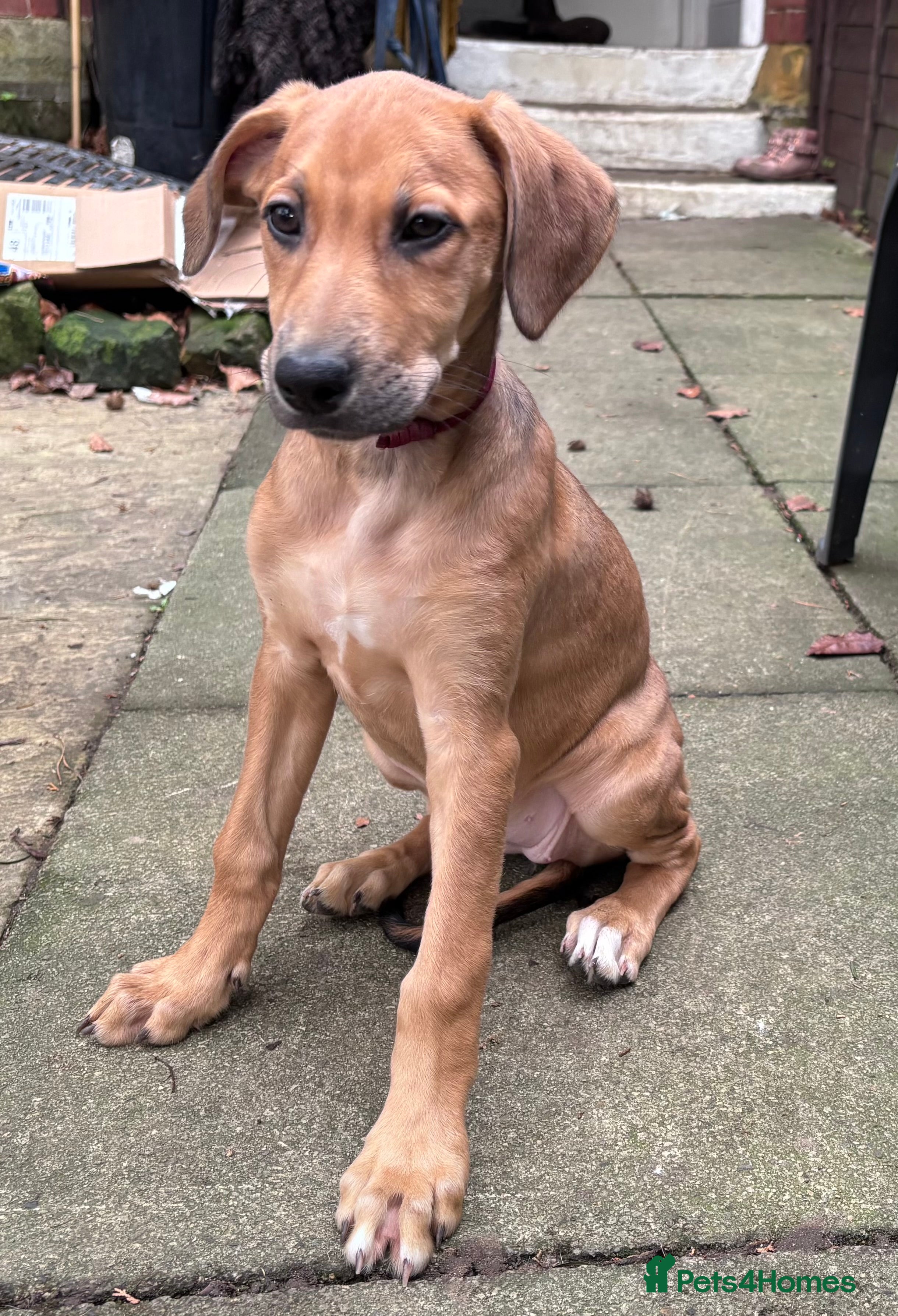 Mixed Breed dogs LAST ONE female Saluki cross puppy - Advert 3