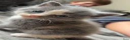 Domestic Shorthair cats for sale: Female kitten  - Advert 3