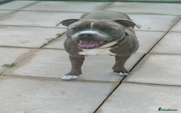 Staffordshire Bull Terrier dogs for sale: Blue Staffordshire bull terrier  - Image 1