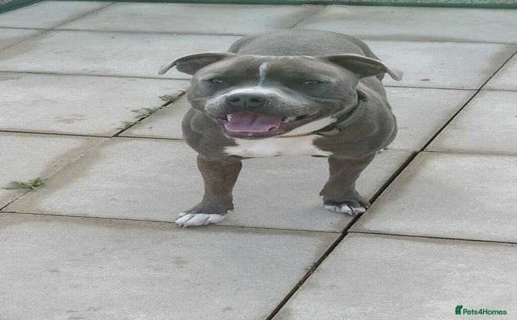 Staffordshire Bull Terrier dogs - Advert 1