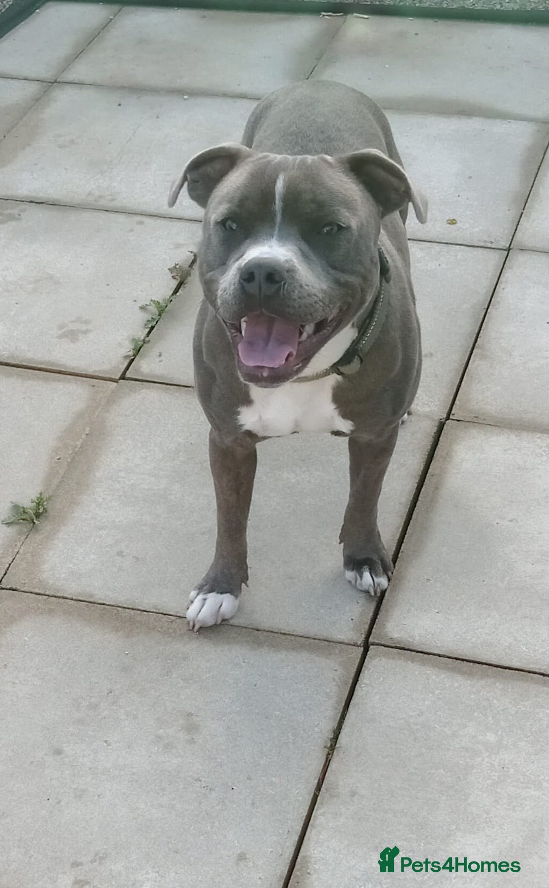 Staffordshire Bull Terrier dogs for sale: Blue Staffordshire bull terrier  - Image 1
