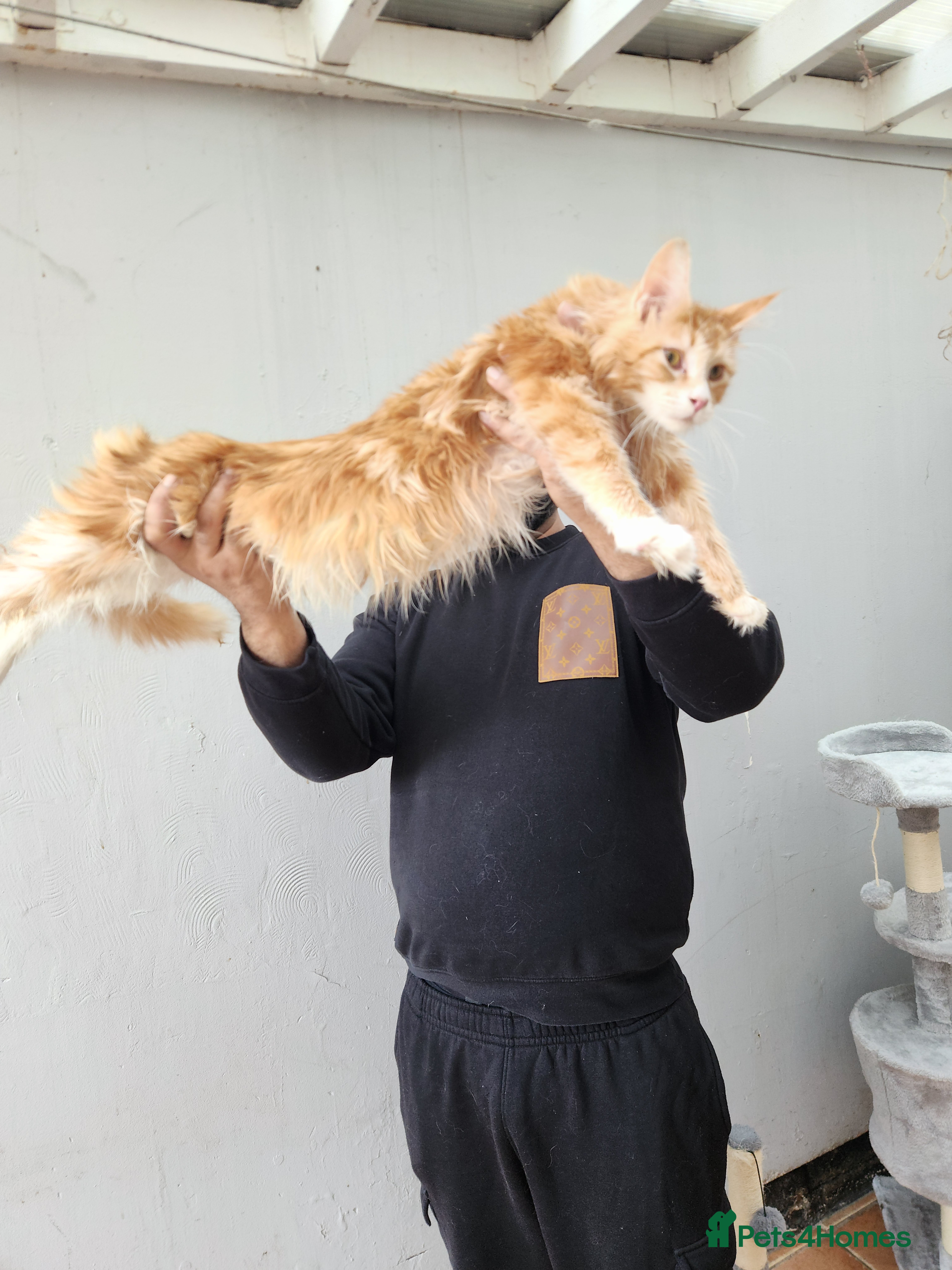 Maine Coon cats STUNNING XL MAINECOON CUB - Advert 1