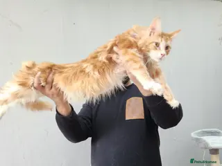 Maine Coon cats STUNNING XL MAINECOON CUB - Advert 14