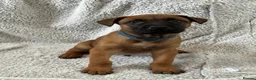 Mixed Breed dogs for sale: Dutch Herder X F1 Bull Herder puppies - Advert 18