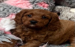 Cavapoo dogs for sale: Dark Ruby Cavapoo girl puppy - Image 2