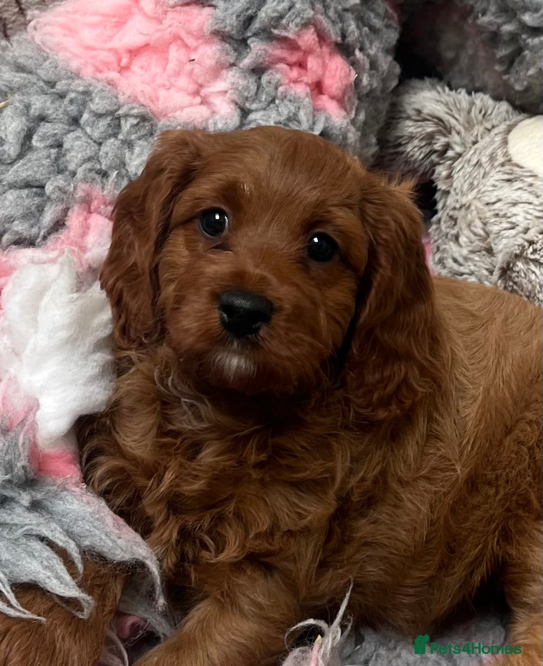 Cavapoo dogs for sale: Dark Ruby Cavapoo girl puppy - Image 2